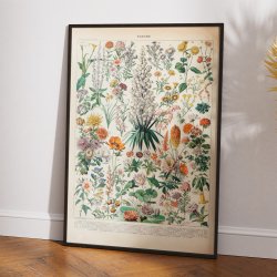 Blomster B 1932 - Adolphe Millot planche