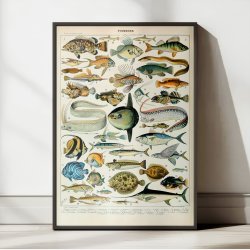 Fisk A 1932 - Adolphe Millot planche