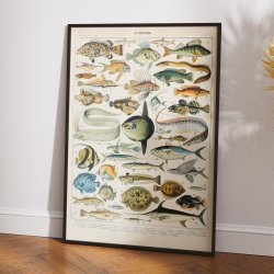 Fisk A 1932 - Adolphe Millot planche