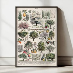 Frugthave og dyrkning 1932 - Videnskabelig planche