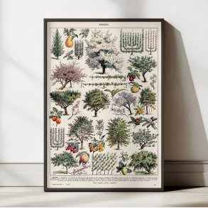 Frugthave og dyrkning 1932 - Videnskabelig planche