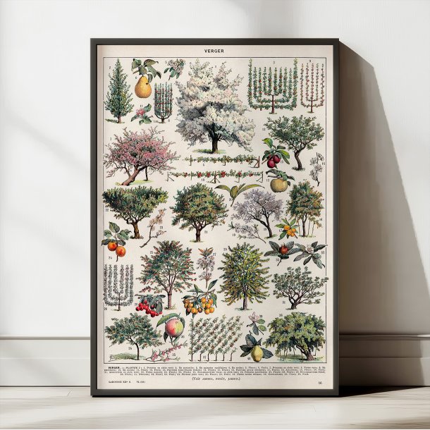 Frugthave og dyrkning 1932 - Videnskabelig planche