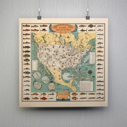 Storvildtfisk - Illustreret planche