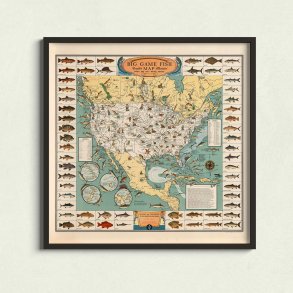 Storvildtfisk - Illustreret planche