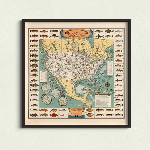 Storvildtfisk - Illustreret planche