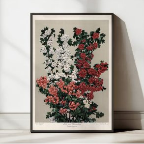 R�d- og hvidtj�rn 1910 - Botanisk planche