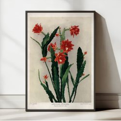 Ackermanns bladkaktus 1910 - Botanisk planche