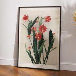 Ackermanns bladkaktus 1910 - Botanisk planche