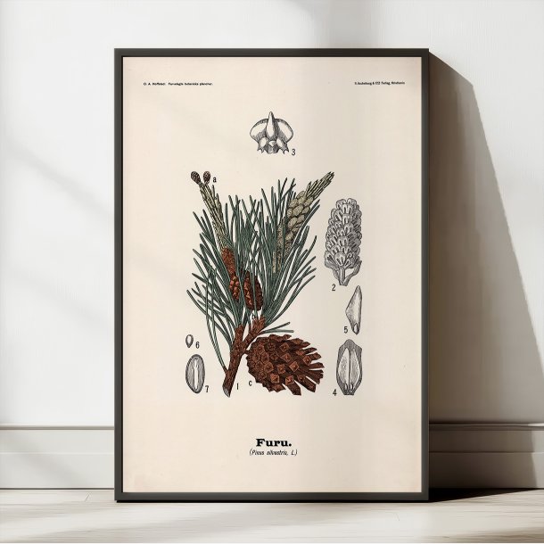 Skovfyr 1899 - Botanisk planche