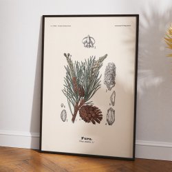 Skovfyr 1899 - Botanisk planche