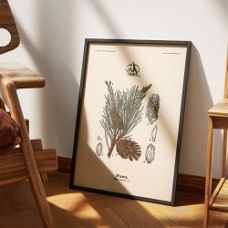 Skovfyr 1899 - Botanisk planche