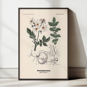 Kartoffel 1899 - Botanisk planche