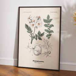 Kartoffel 1899 - Botanisk planche