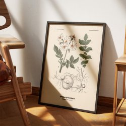 Kartoffel 1899 - Botanisk planche