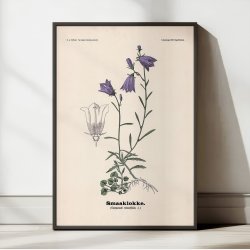 Bl�klokke 1899 - Botanisk planche