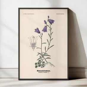 Bl�klokke 1899 - Botanisk planche