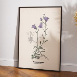 Bl�klokke 1899 - Botanisk planche