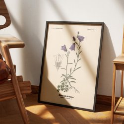 Bl�klokke 1899 - Botanisk planche