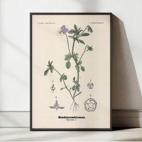 Stedmoderblomst 1899 - Botanisk planche