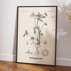 Stedmoderblomst 1899 - Botanisk planche