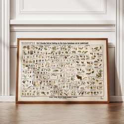 Skadedyr i landbrug 1910 - Zoologisk planche