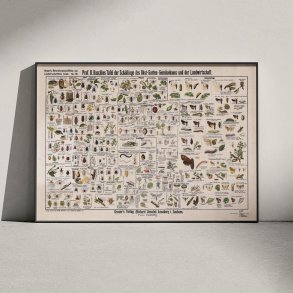 Skadedyr i landbrug 1910 - Zoologisk planche