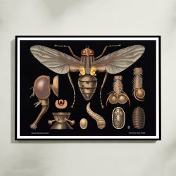 Stueflue 1910 - Zoologisk undervisningsplakat