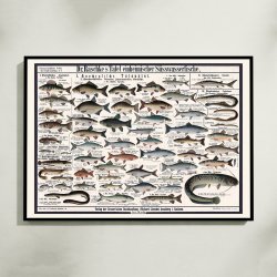 Ferskvandsfisk 1910 - Zoologisk planche