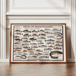 Ferskvandsfisk 1910 - Zoologisk planche