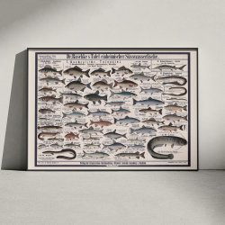 Ferskvandsfisk 1910 - Zoologisk planche