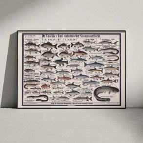 Ferskvandsfisk 1910 - Zoologisk planche