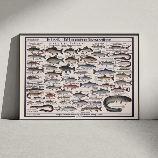 Ferskvandsfisk 1910 - Zoologisk planche