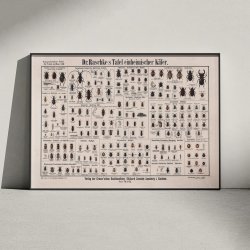 Biller 1910 - Zoologisk planche