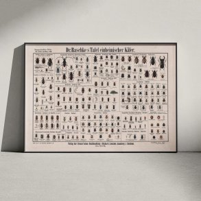 Biller 1910 - Zoologisk planche