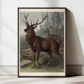 Svampe I 1910 - Botanisk planche