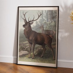 Svampe I 1910 - Botanisk planche