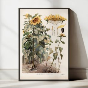 Svampe II 1910 - Botanisk planche