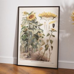 Svampe II 1910 - Botanisk planche