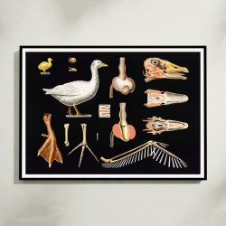 Skovdyr 1910 - Zoologisk planche