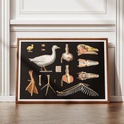 Skovdyr 1910 - Zoologisk planche