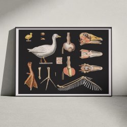 Skovdyr 1910 - Zoologisk planche