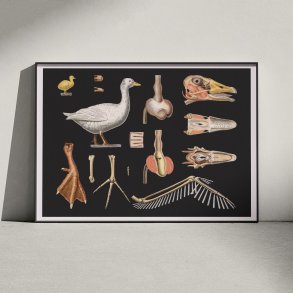 Skovdyr 1910 - Zoologisk planche