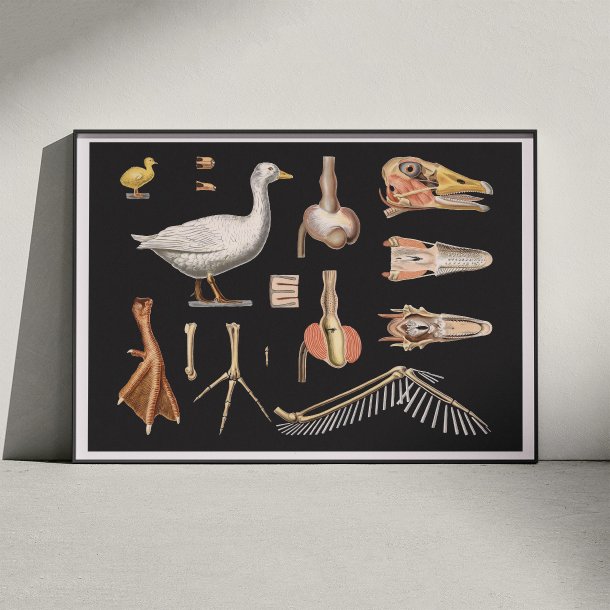 Skovdyr 1910 - Zoologisk planche