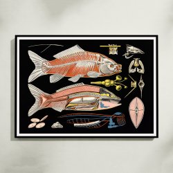 Karpe 1910 - Zoologisk undervisningsplakat