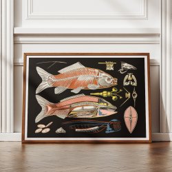 Karpe 1910 - Zoologisk undervisningsplakat