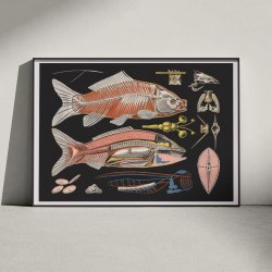 Karpe 1910 - Zoologisk undervisningsplakat