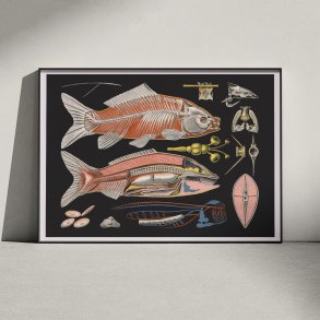 Karpe 1910 - Zoologisk undervisningsplakat