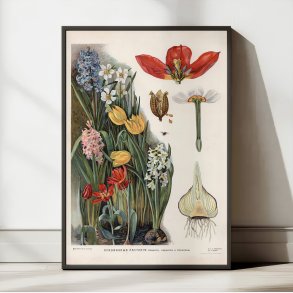 L�gv�kster 1910 - Botanisk planche