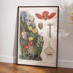 L�gv�kster 1910 - Botanisk planche