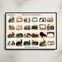 Kaninracer 1910 - Zoologisk planche